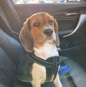 Meet your Posher, Ying